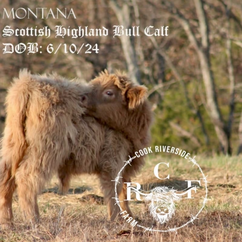 Montana Scottish Highland Bull Calf THE Highland Exchange